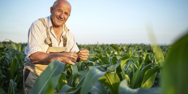 Portrait of senior hardworking farmer agronomist in corn field checking crops before harvest.