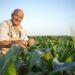 Portrait of senior hardworking farmer agronomist in corn field checking crops before harvest.