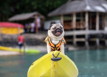 Happy dog pug breed wearing life jacket and standing on kayak feeling so happiness and fun vacations on the beach,Dog vacations Concept