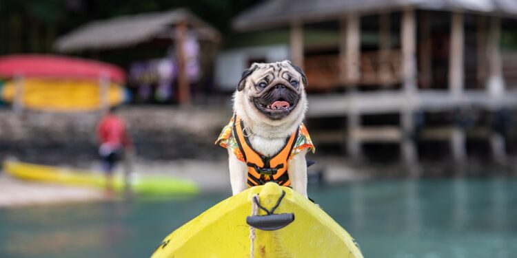 Happy dog pug breed wearing life jacket and standing on kayak feeling so happiness and fun vacations on the beach,Dog vacations Concept