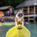Happy dog pug breed wearing life jacket and standing on kayak feeling so happiness and fun vacations on the beach,Dog vacations Concept
