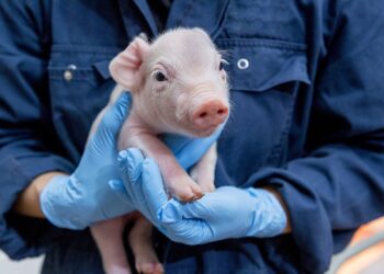Swine 14686 96dpi
