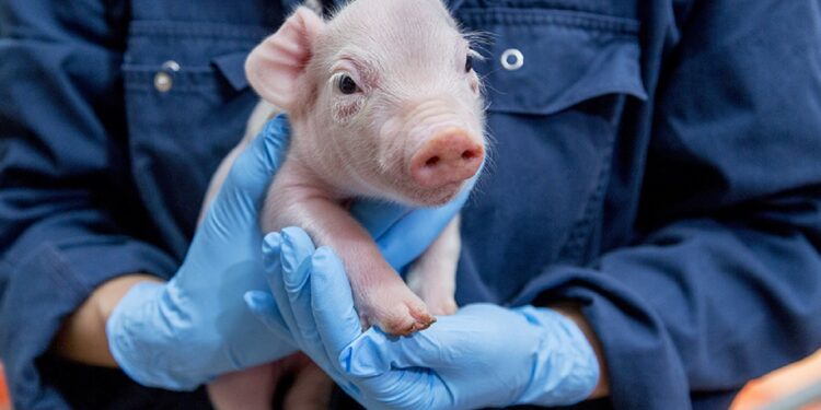 Swine 14686 96dpi