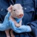 Swine 14686 96dpi