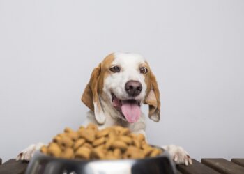A hungry white and brown dog with big ears and brown eyes ready to eat a bowl full of food