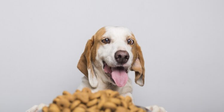 A hungry white and brown dog with big ears and brown eyes ready to eat a bowl full of food