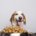 A hungry white and brown dog with big ears and brown eyes ready to eat a bowl full of food
