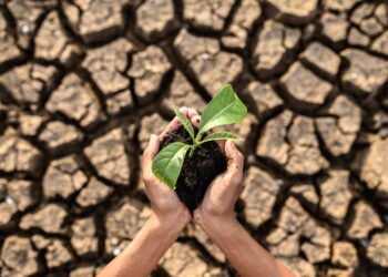 boy are stand holding seedlings are in dry land in a warming world.