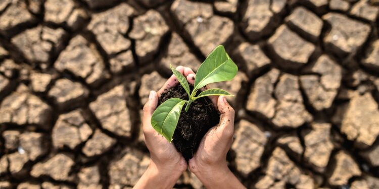 boy are stand holding seedlings are in dry land in a warming world.