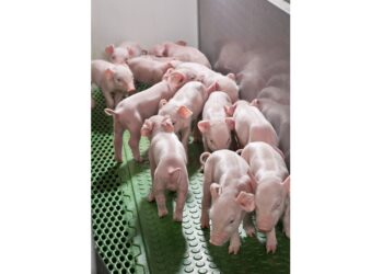 Swine Piglet 2