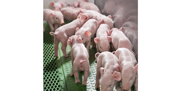 Swine Piglet 2