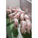 Swine Piglet 2