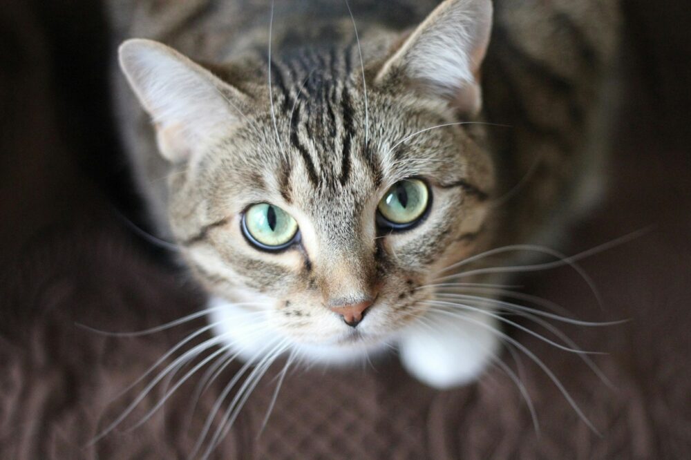 24 gato gris