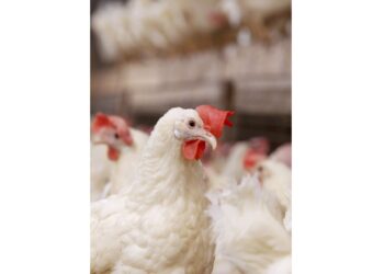 poultry 13517 240dpi