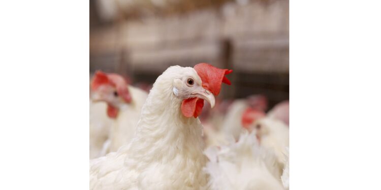 poultry 13517 240dpi