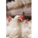 poultry 13517 240dpi