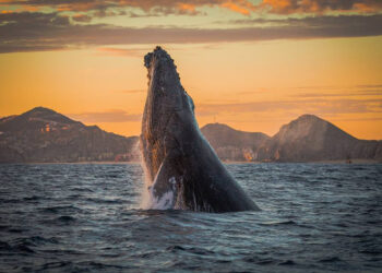 avistamiento de ballenas en los cabos créditos visit los cabos