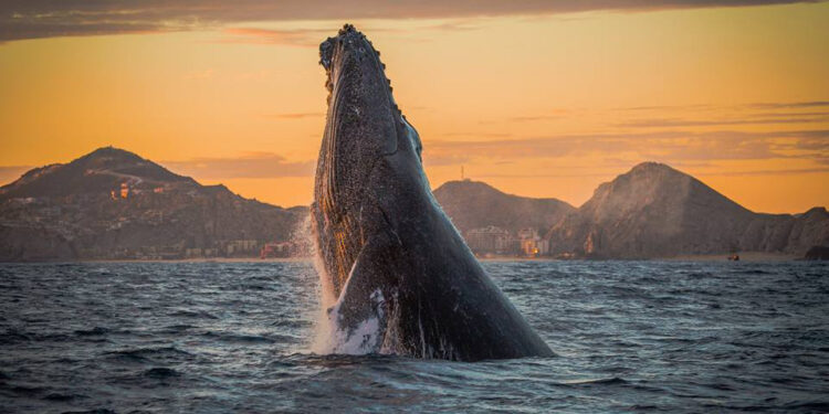 avistamiento de ballenas en los cabos créditos visit los cabos
