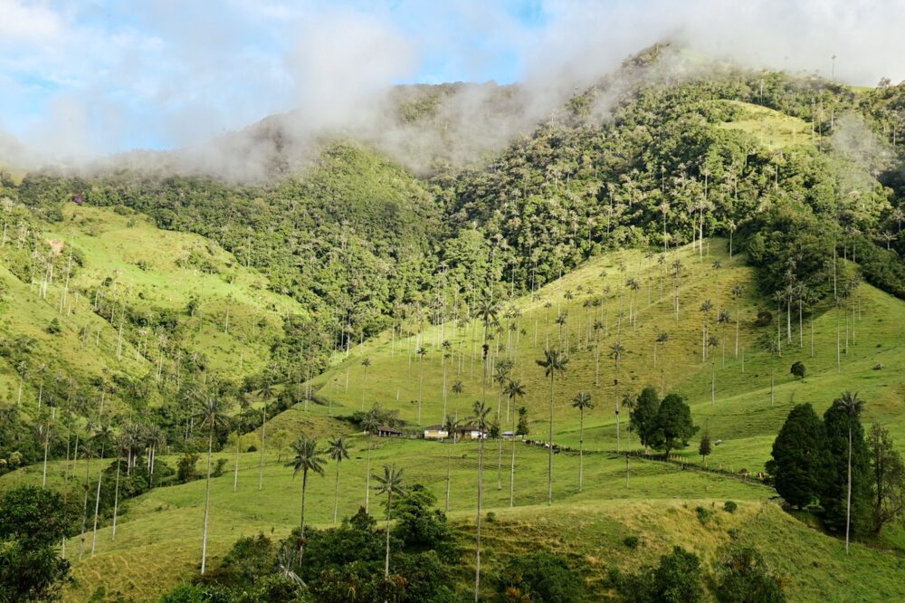 valle de cocora, salento