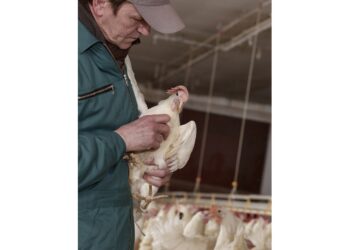 poultry 13522 240dpi