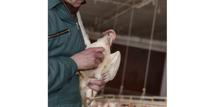 poultry 13522 240dpi