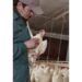 poultry 13522 240dpi
