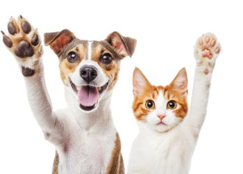 perro y gato