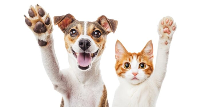 perro y gato