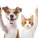 perro y gato