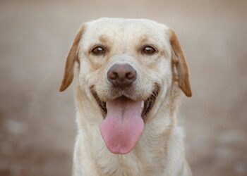 labrador