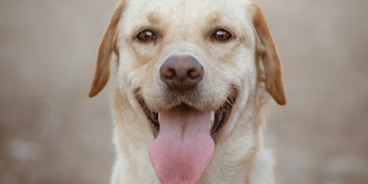 labrador