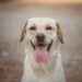 labrador