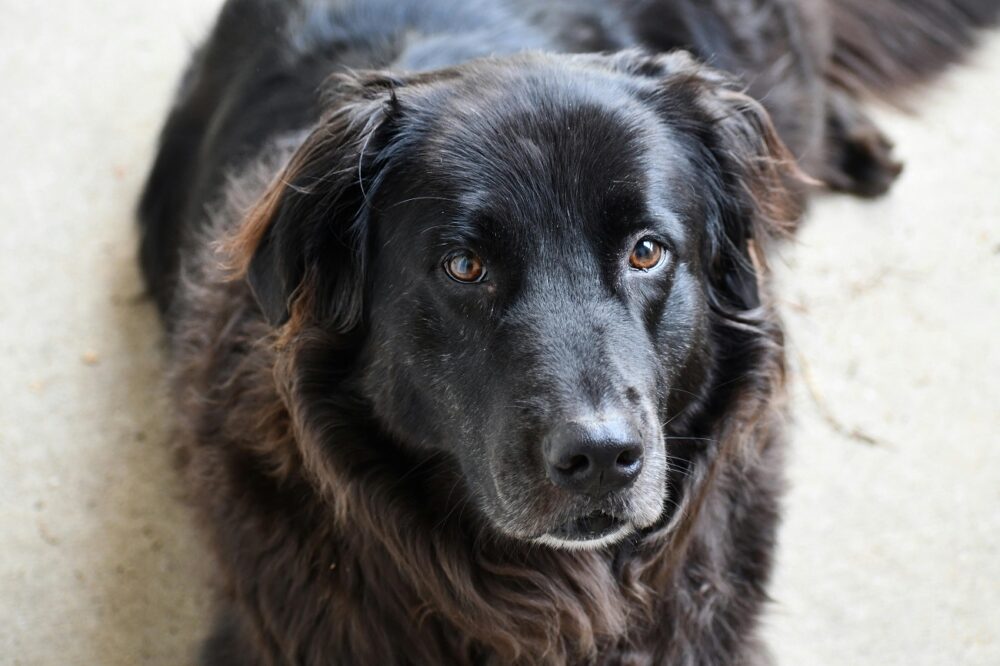 perros de newfoundland (1)
