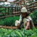 sistemas agroforestales