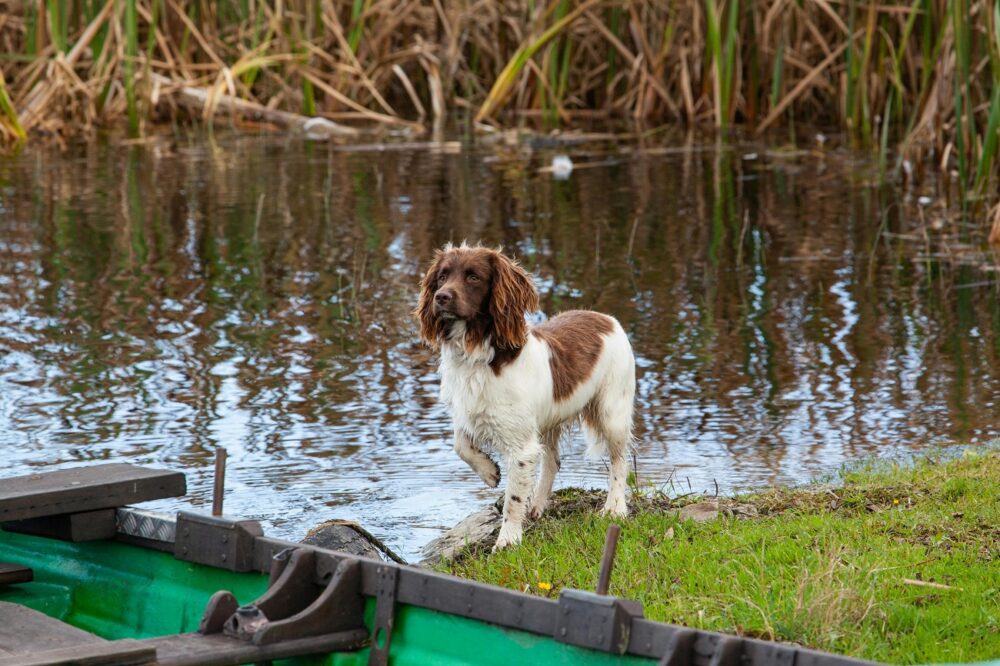 water spaniels (1)