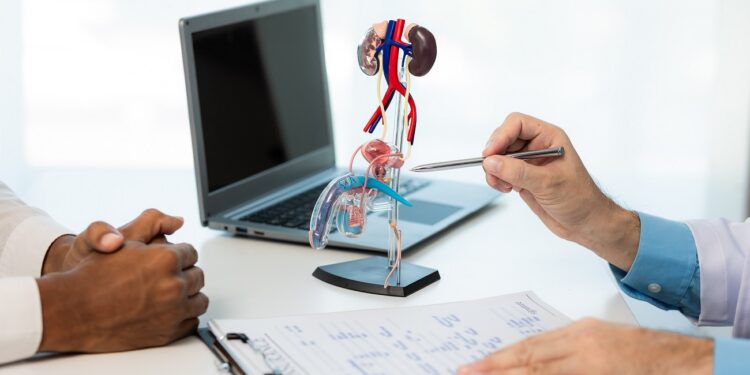 close up during consultation of a male patient suspected of having bacterial prostatitis. prostate disease and treatment anatomical model of the male reproductive system in the hands of a doctor.