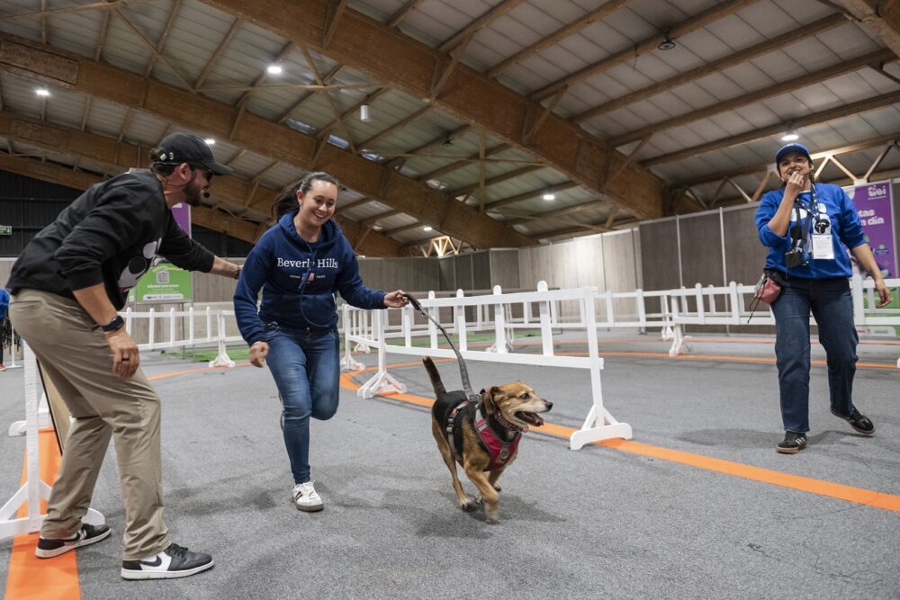 expopet abre sus puertas en corferias del 13 al 17 de agosto para las familias interespecie xiv