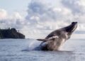 avistamiento ballena