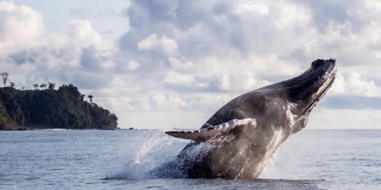 avistamiento ballena