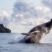 avistamiento ballena