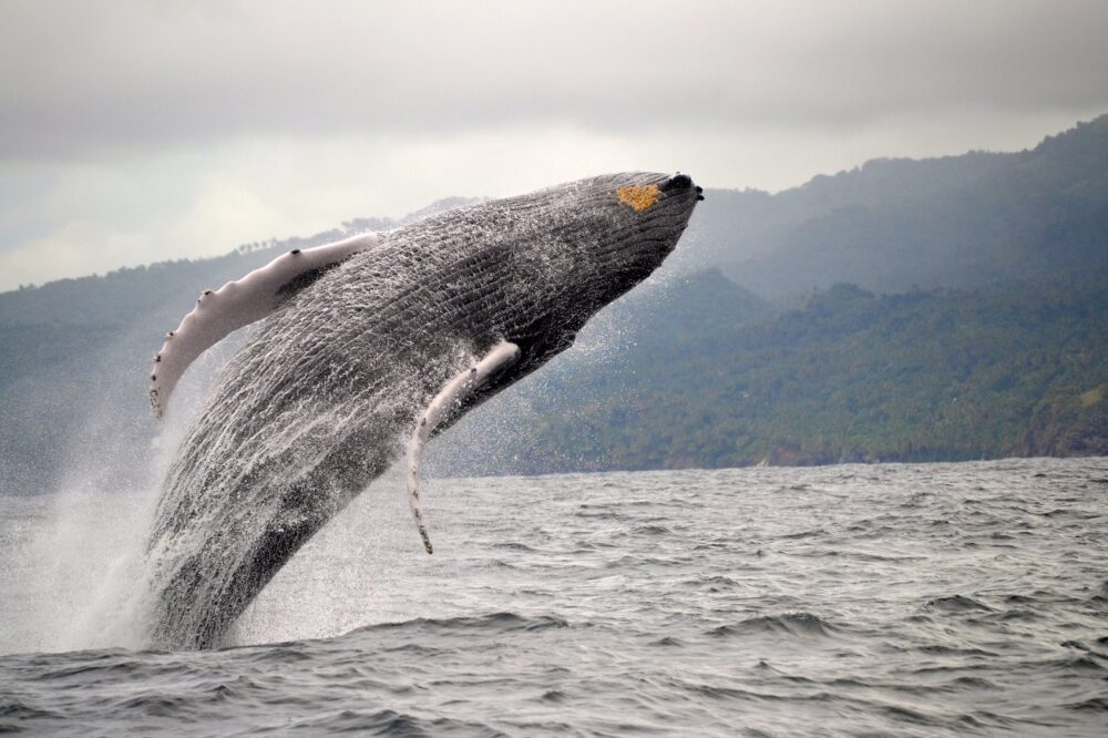 ballena jorobada. samaná 1 (1)
