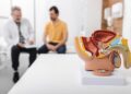 consultation of urologist for mature male patient with prostatitis. treatment of men's diseases and prostatitis. anatomical model of male reproductive system