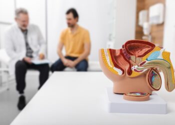 consultation of urologist for mature male patient with prostatitis. treatment of men's diseases and prostatitis. anatomical model of male reproductive system