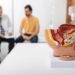 consultation of urologist for mature male patient with prostatitis. treatment of men's diseases and prostatitis. anatomical model of male reproductive system