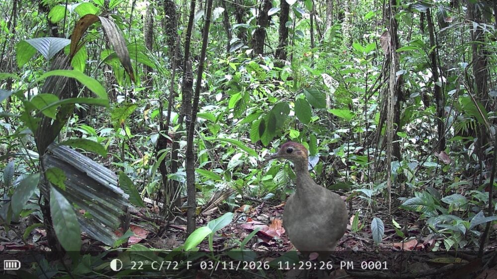 gallina de monte