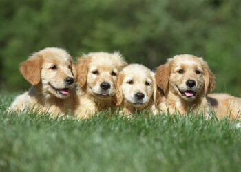 shallow focus shot of a four cute golden retriever puppies resting on a grass ground