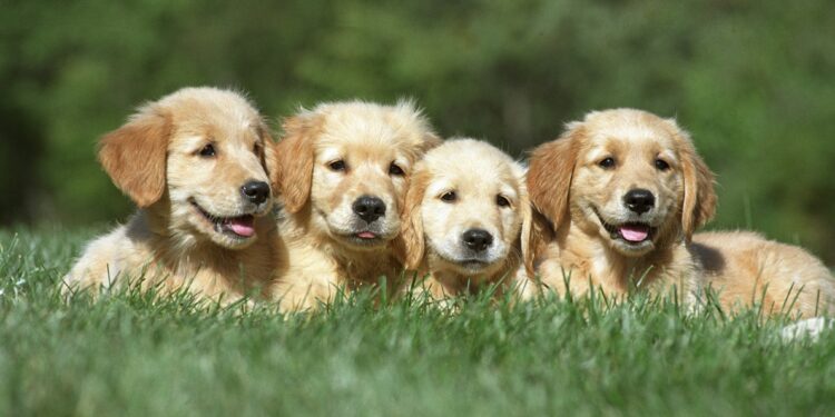shallow focus shot of a four cute golden retriever puppies resting on a grass ground