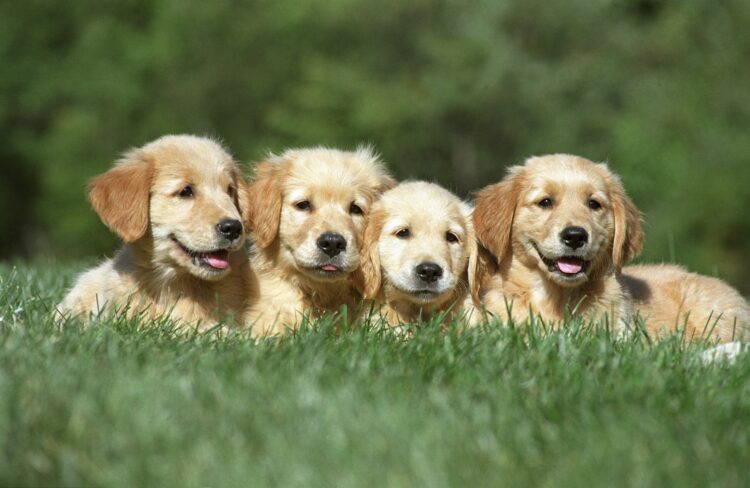 shallow focus shot of a four cute golden retriever puppies resting on a grass ground