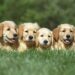 shallow focus shot of a four cute golden retriever puppies resting on a grass ground