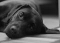 perro